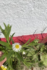 Erigeron