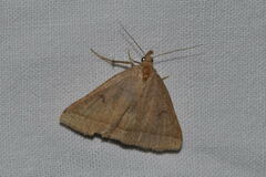 Zanclognatha lunalis