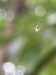 Argyrodes