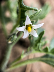 Solanum triflorum
