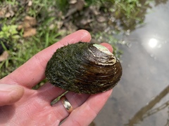 Fusconaia ozarkensis