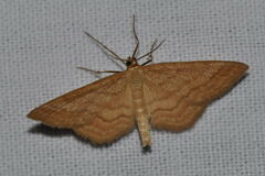 Idaea ochrata