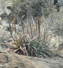 Aloe spicata