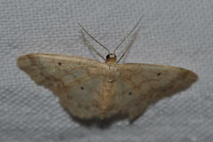Idaea biselata