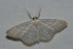 Idaea subsericeata