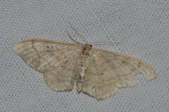 Idaea deversaria