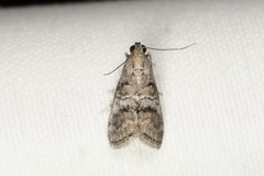 Pococera asperatella