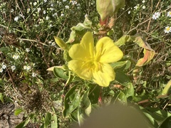 Oenothera biennis