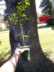 Citrus paridisi