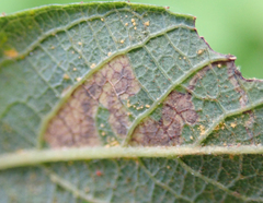 Stigmella salicis