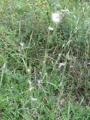 Andropogon ternarius
