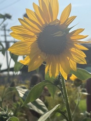Helianthus