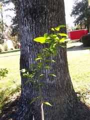 Citrus paridisi