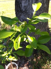 Citrus paridisi