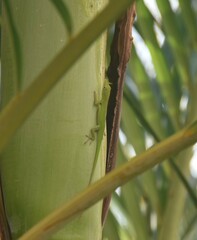 Anolis callainus