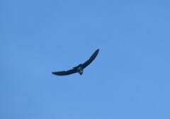 Tachycineta cyaneoviridis