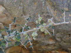 Maclura africana