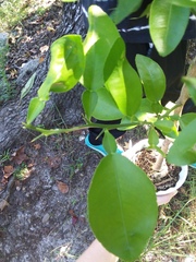 Citrus paridisi