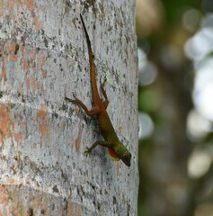 Anolis distichus
