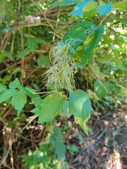 Clematis virginiana