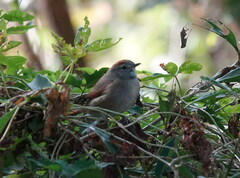 Synallaxis frontalis