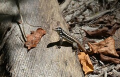 Leiocephalus lunatus