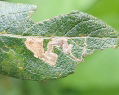 Stigmella salicis