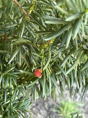 Taxus