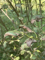 Syringa