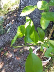 Citrus paridisi