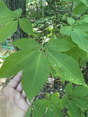 Aesculus pavia