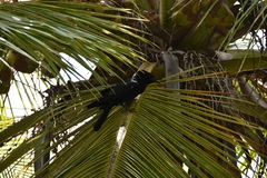 Corvus leucognaphalus