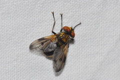 Ectophasia leucoptera