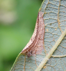 Phyllonorycter salictella