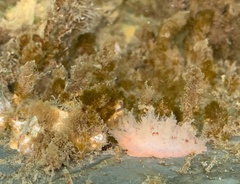 Dendronotus iris