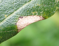 Phyllonorycter salictella