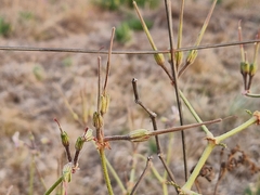Pelargonium dolomiticum