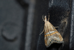 Euchromius anapiellus