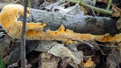 Pycnoporellus alboluteus