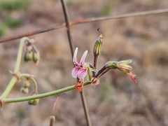 Pelargonium dolomiticum