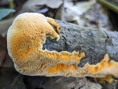 Pycnoporellus alboluteus