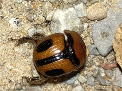 Bolbocerosoma confusum