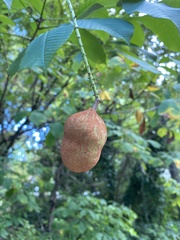 Aesculus pavia