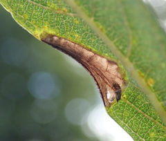 Phyllonorycter salictella