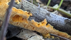 Pycnoporellus alboluteus