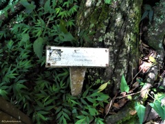 Cedrela fissilis
