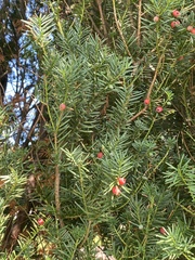 Taxus cuspidata
