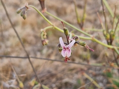 Pelargonium dolomiticum