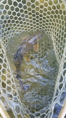 Catostomus commersonii