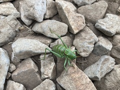 Anabrus simplex